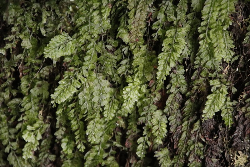 Hymenophyllum capense photo 5