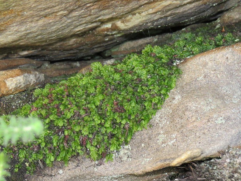 Hymenophyllum capense photo 6
