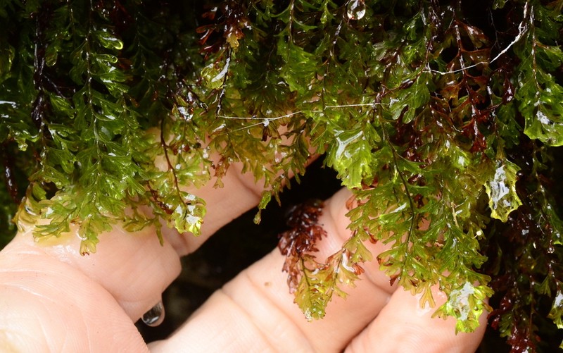 Hymenophyllum capense photo 7