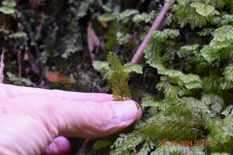 Hymenophyllum capense photo 8