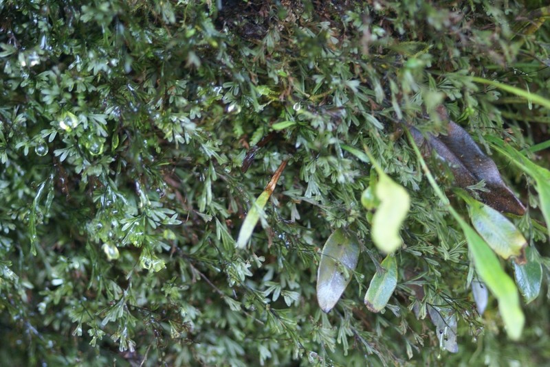 Hymenophyllum capillaceum