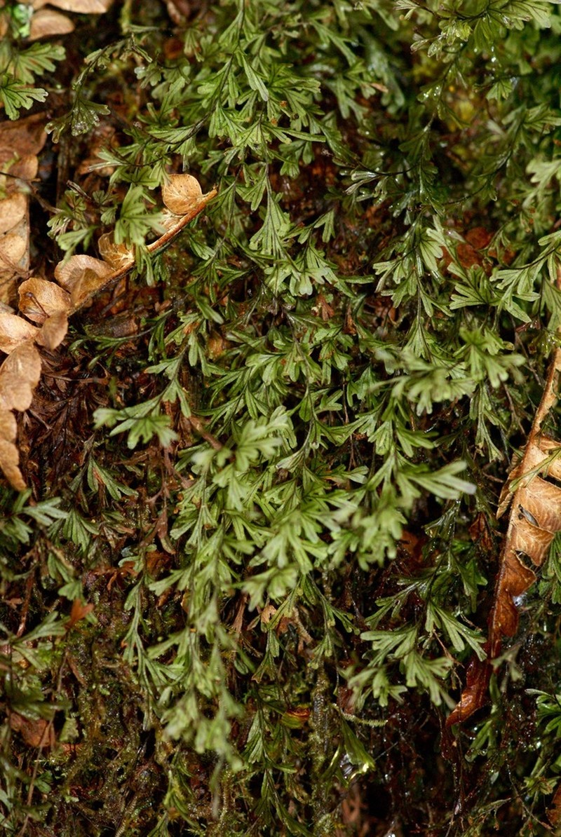 Hymenophyllum capillaceum photo 2