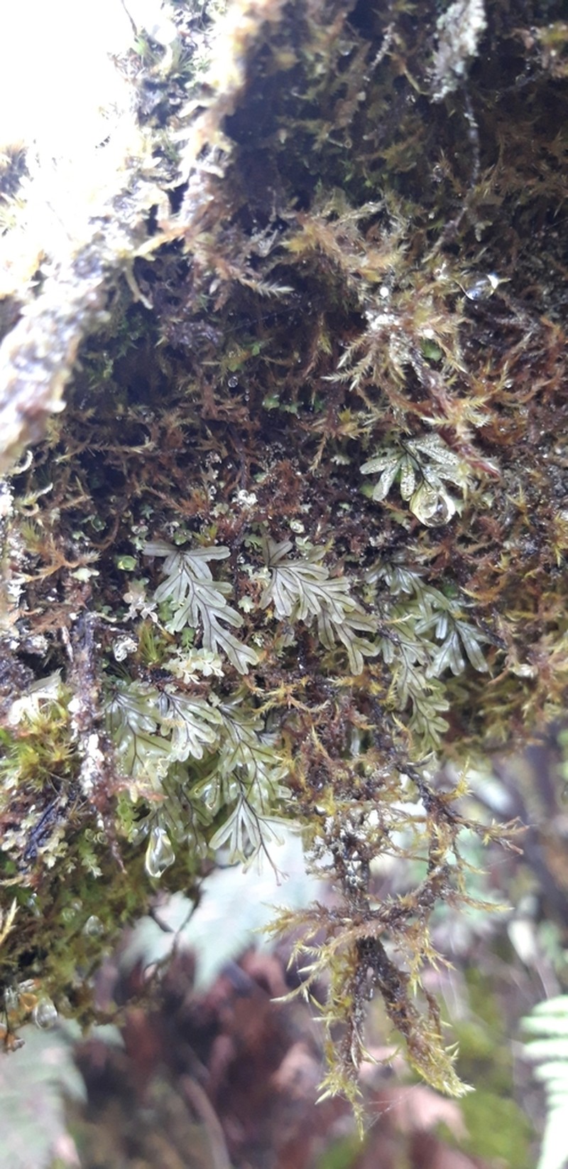 Hymenophyllum capillaceum photo 3