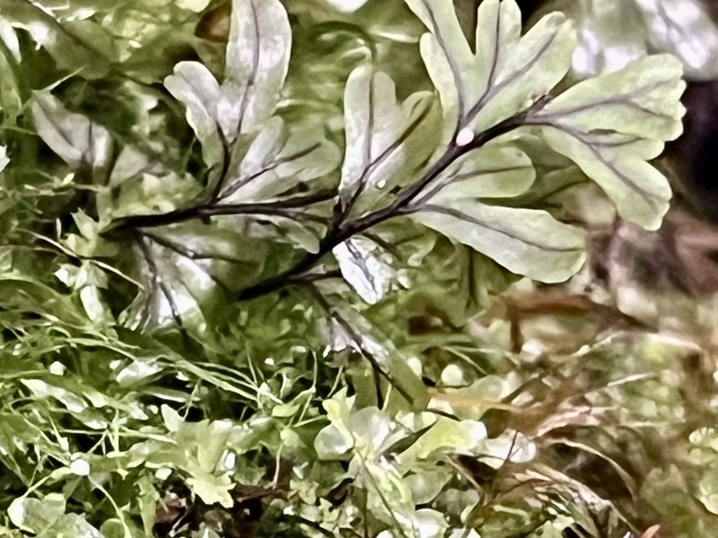 Hymenophyllum capillaceum photo 4