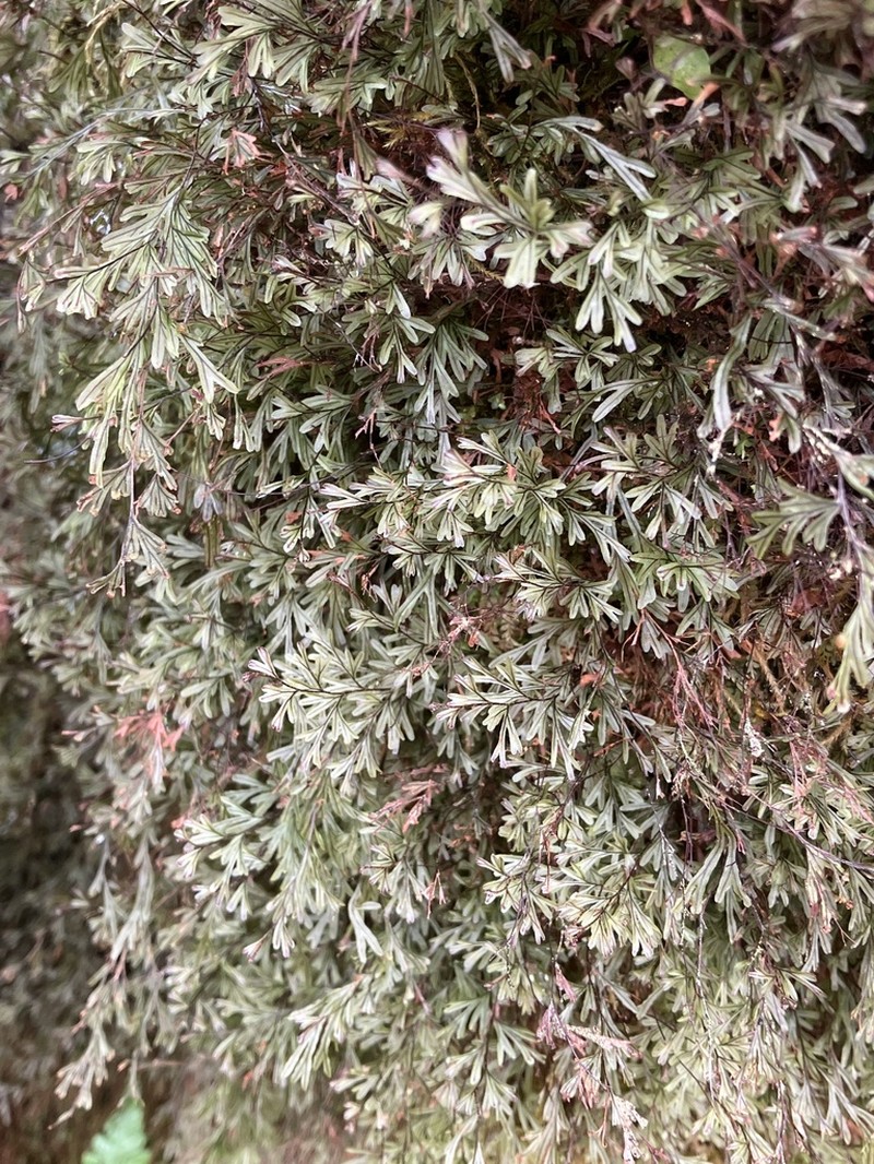 Hymenophyllum capillaceum photo 5
