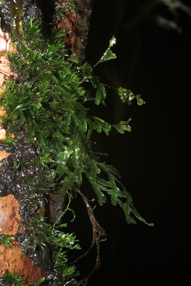 Hymenophyllum capillaceum photo 6