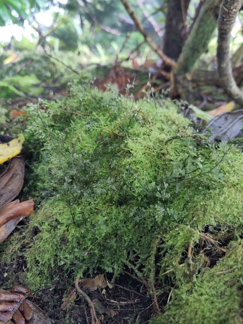 Hymenophyllum capillaceum photo 7