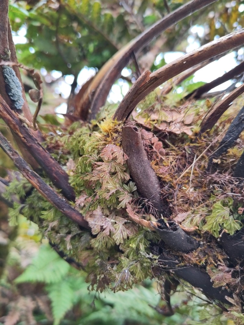 Hymenophyllum capillaceum photo 8