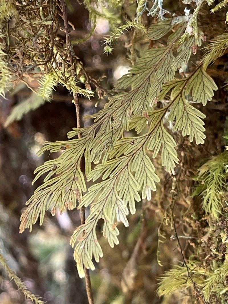 Hymenophyllum capillare