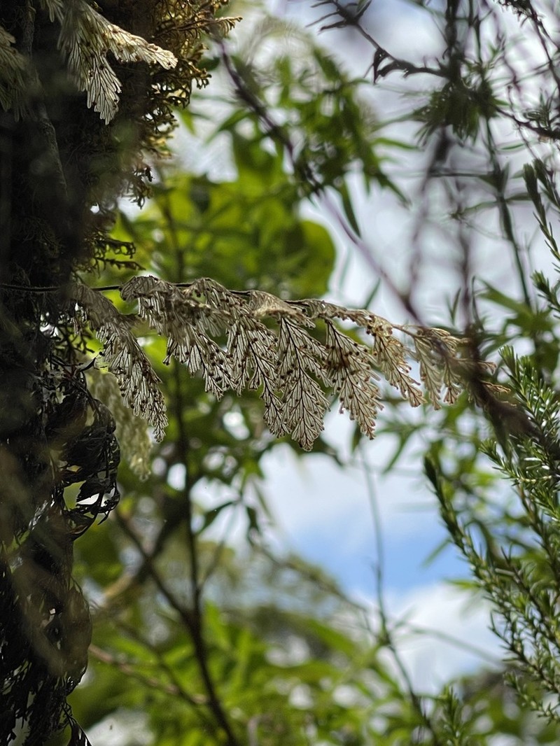 Hymenophyllum capillare photo 2