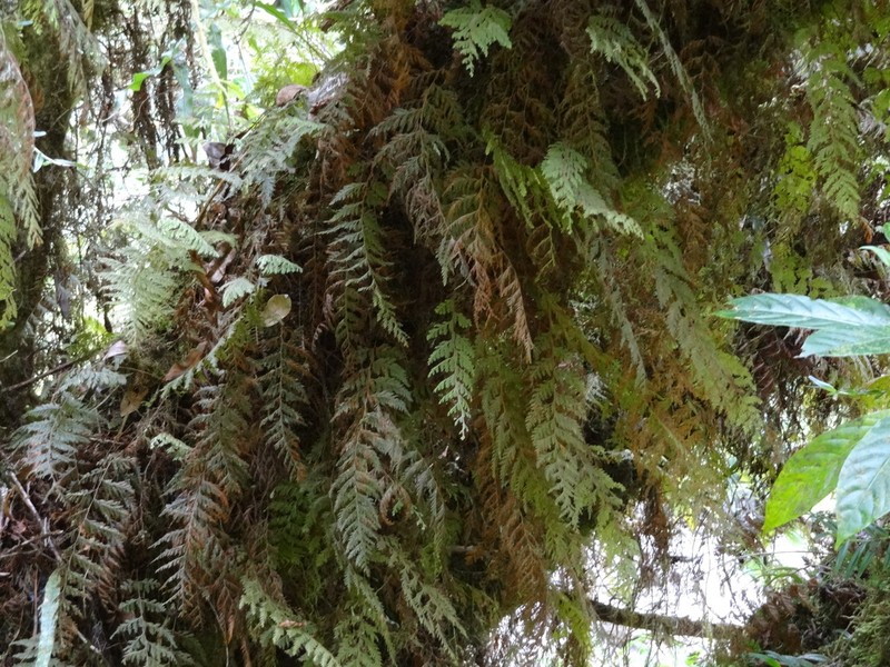 Hymenophyllum capillare photo 3