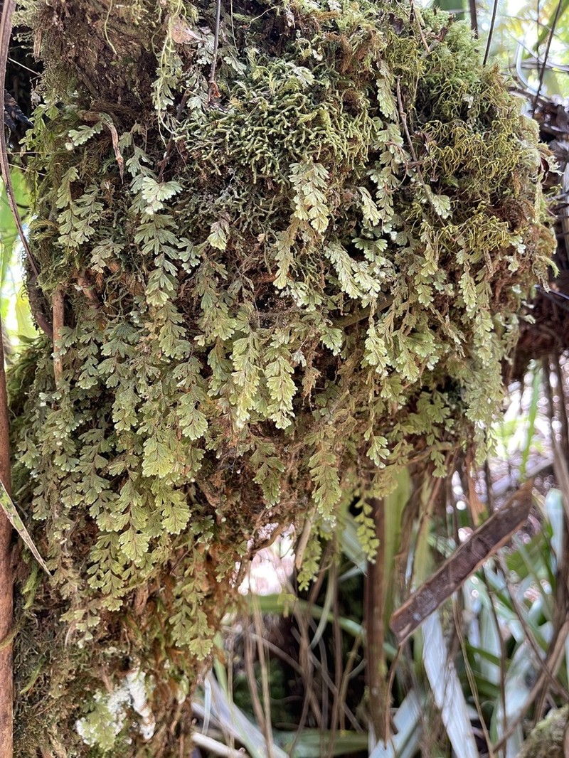 Hymenophyllum capillare photo 4