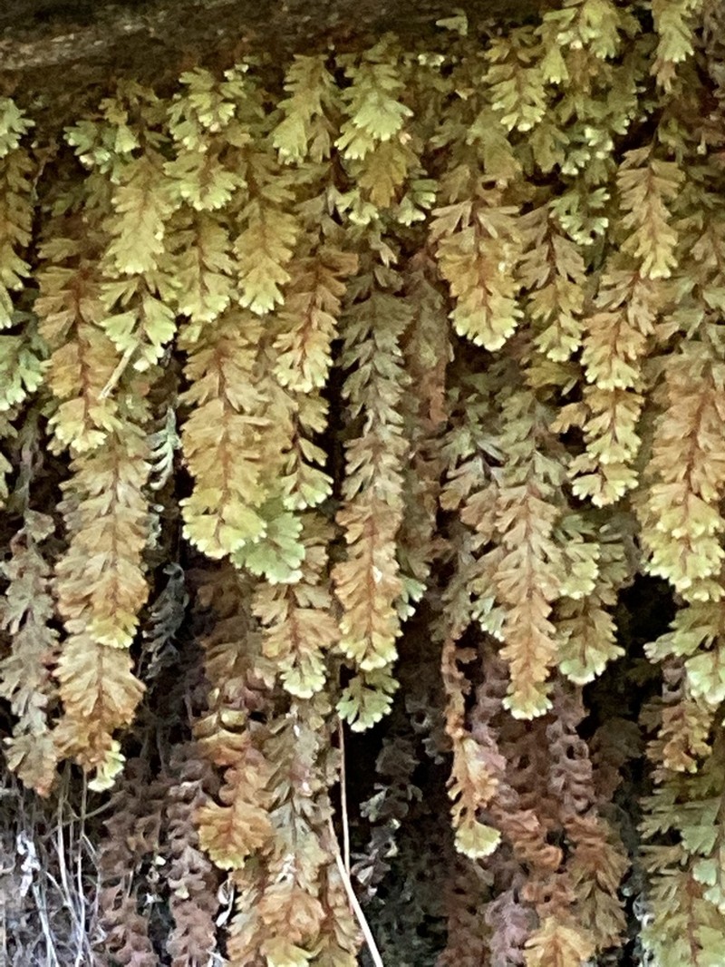 Hymenophyllum capillare photo 5