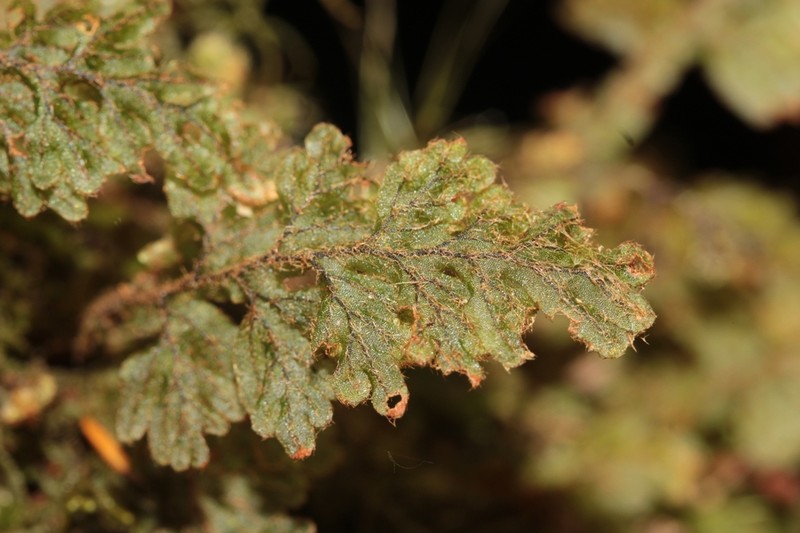 Hymenophyllum capillare photo 6