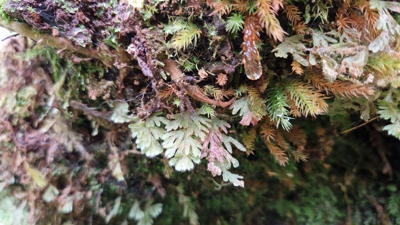 Hymenophyllum capillare photo 7