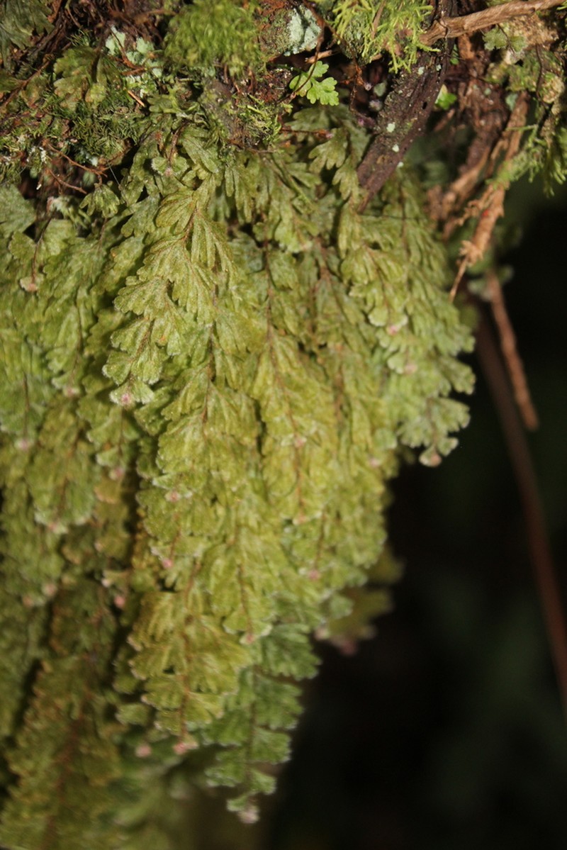 Hymenophyllum capillare photo 8