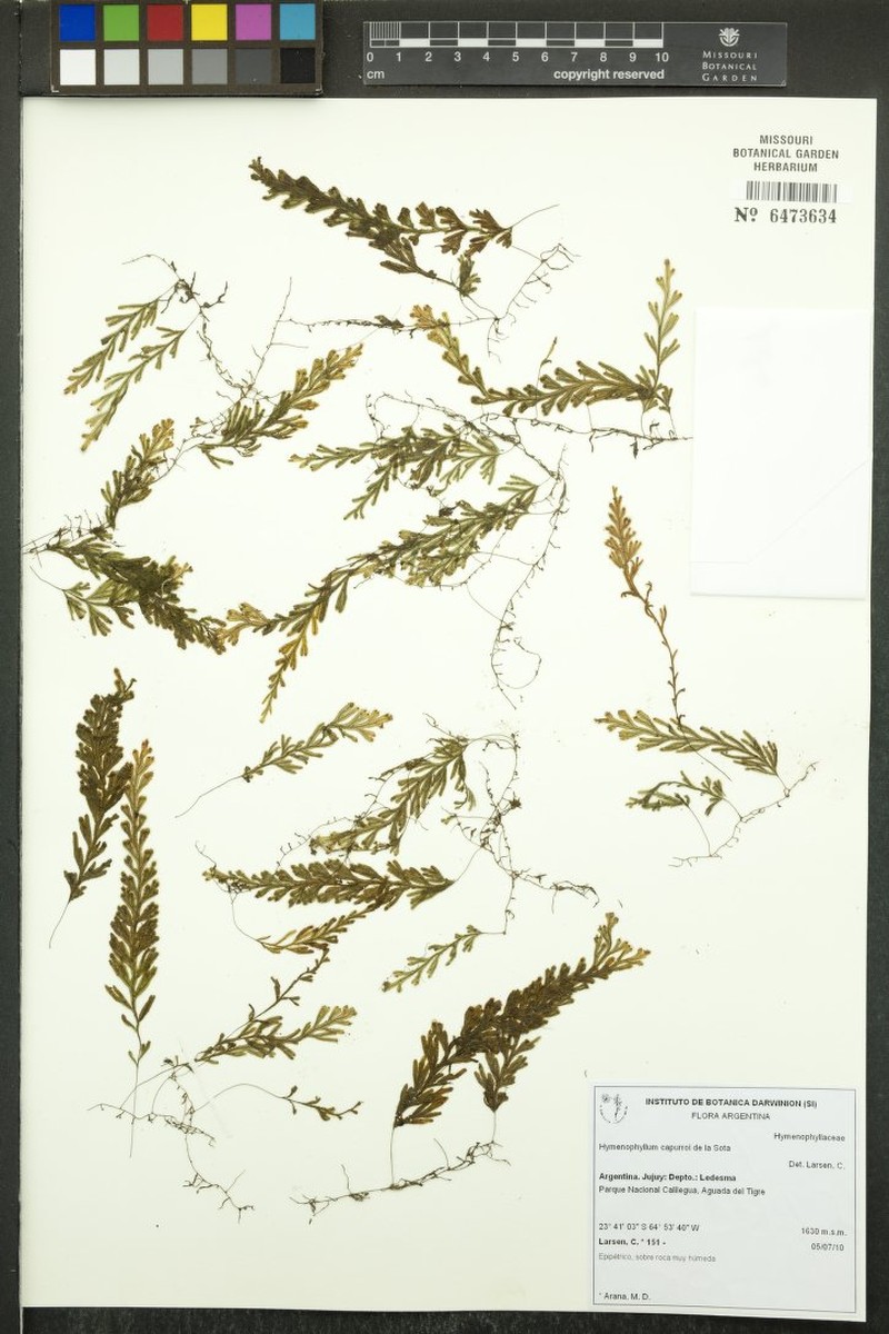 Hymenophyllum capurroi photo 2