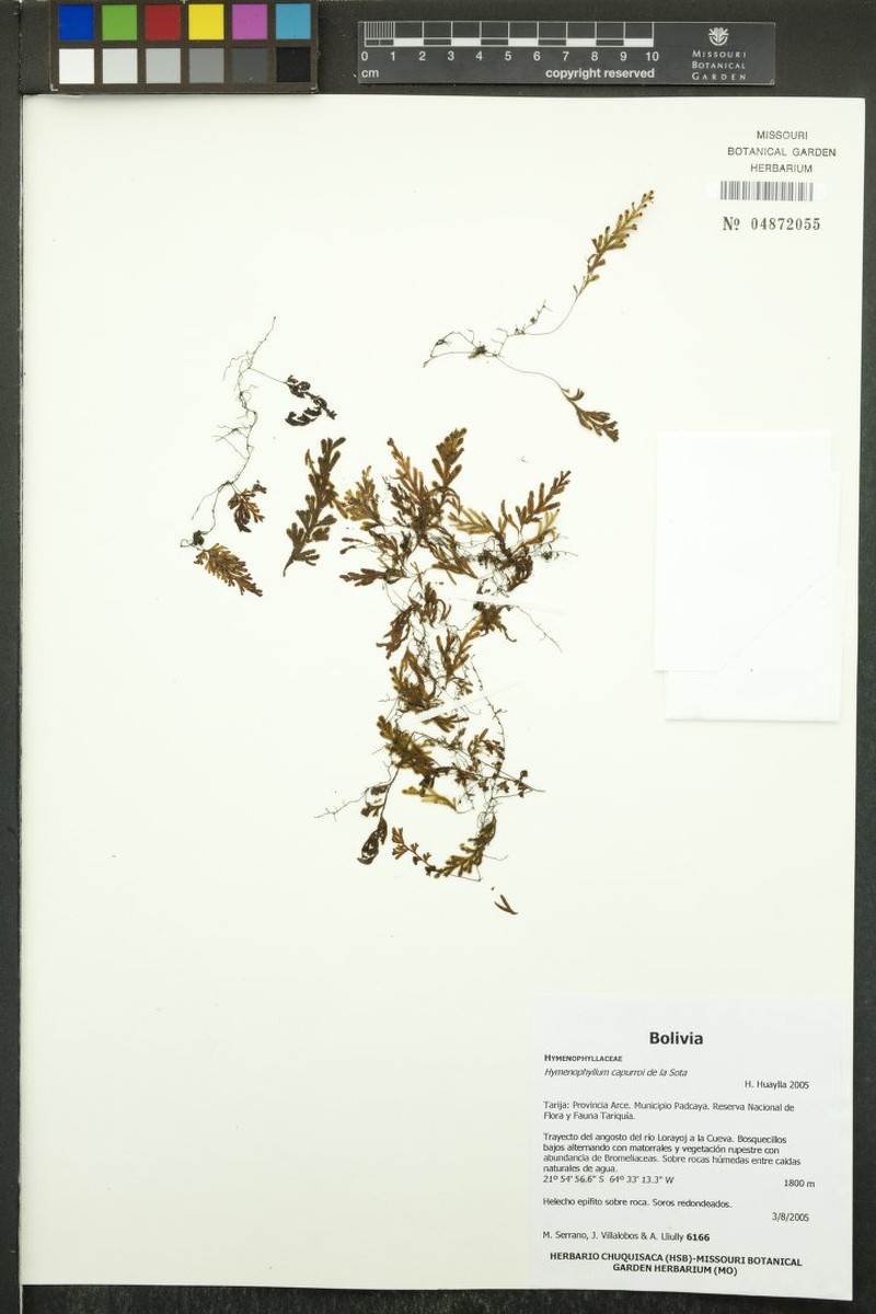 Hymenophyllum capurroi photo 3