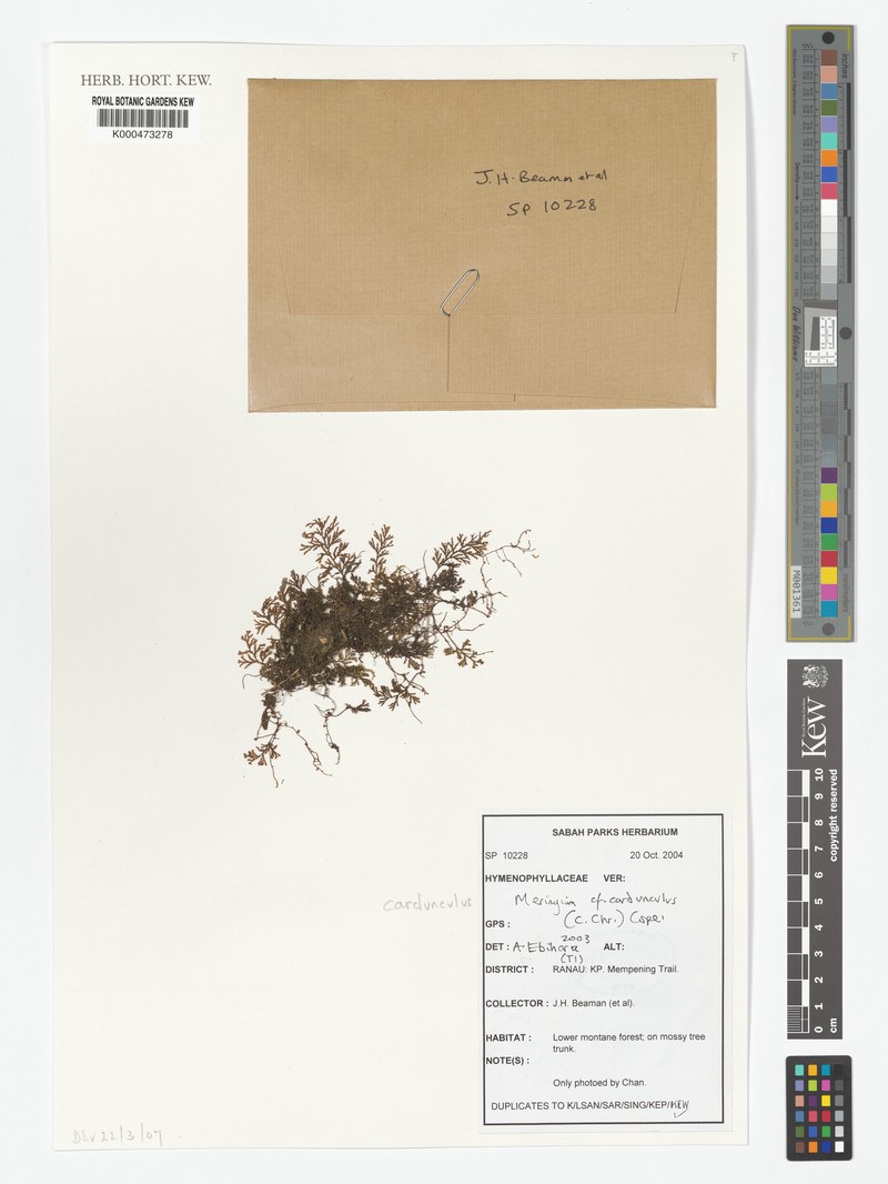 Hymenophyllum cardunculus photo 2