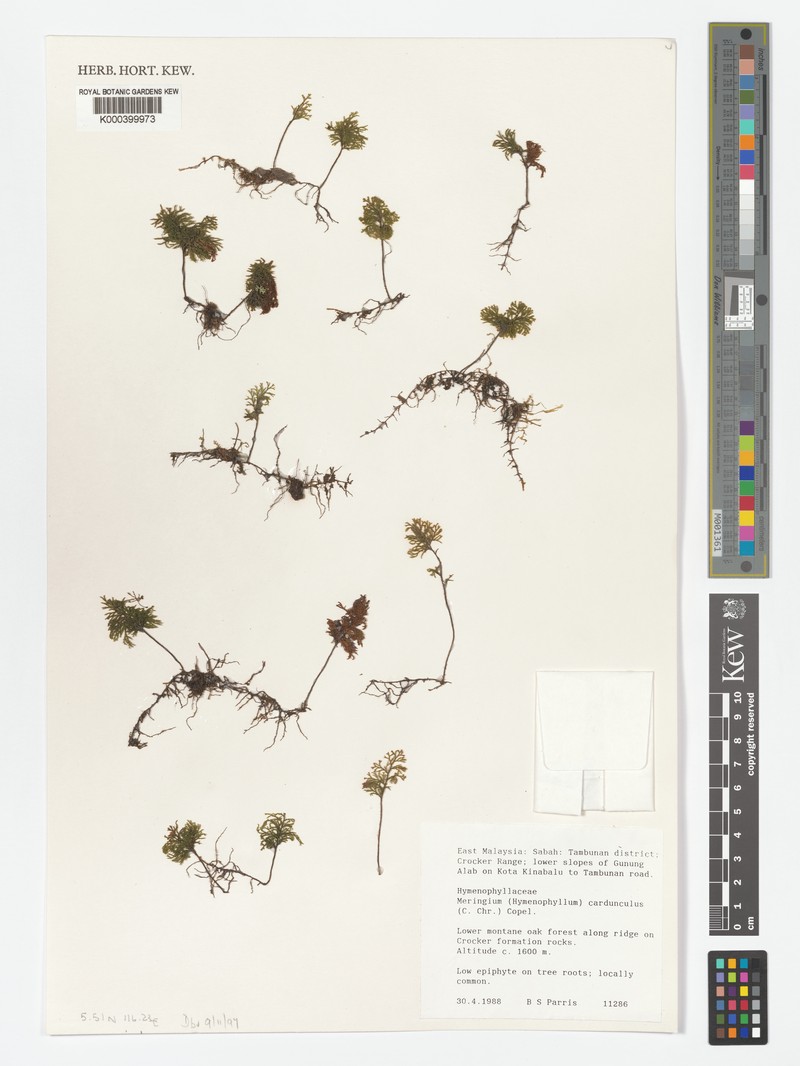 Hymenophyllum cardunculus photo 3
