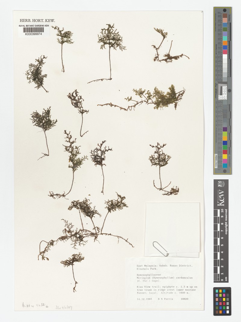 Hymenophyllum cardunculus photo 4