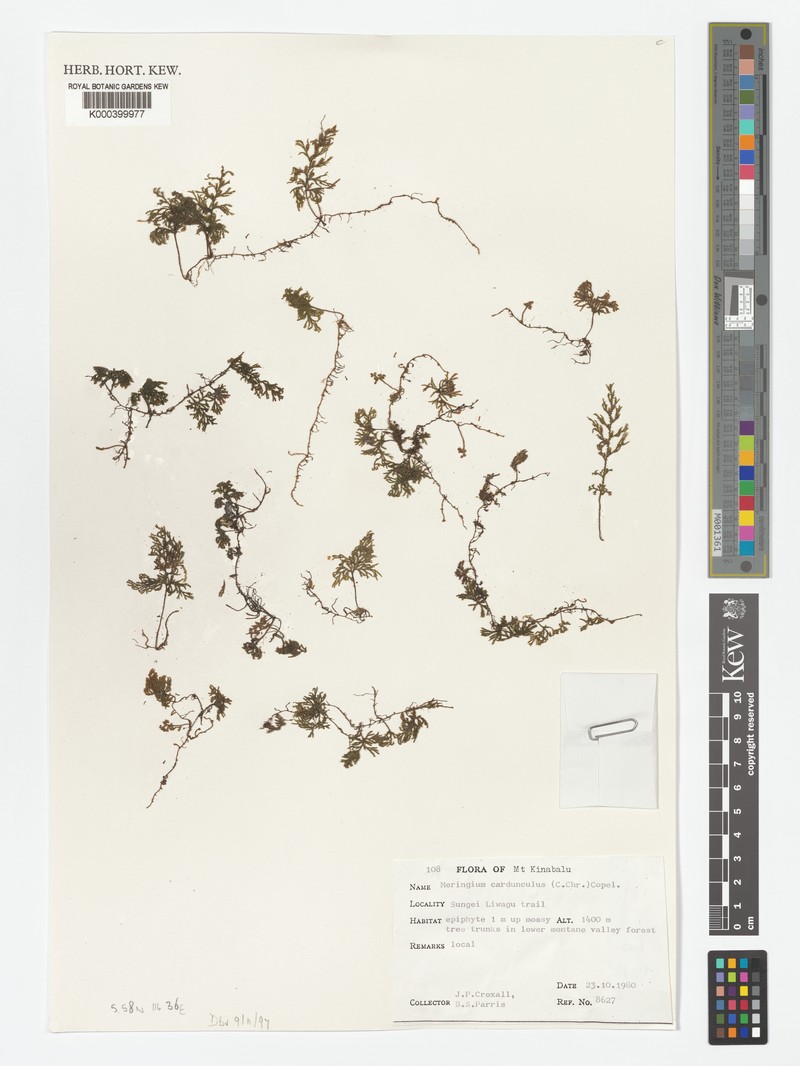 Hymenophyllum cardunculus photo 5
