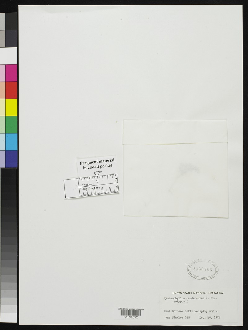 Hymenophyllum cardunculus