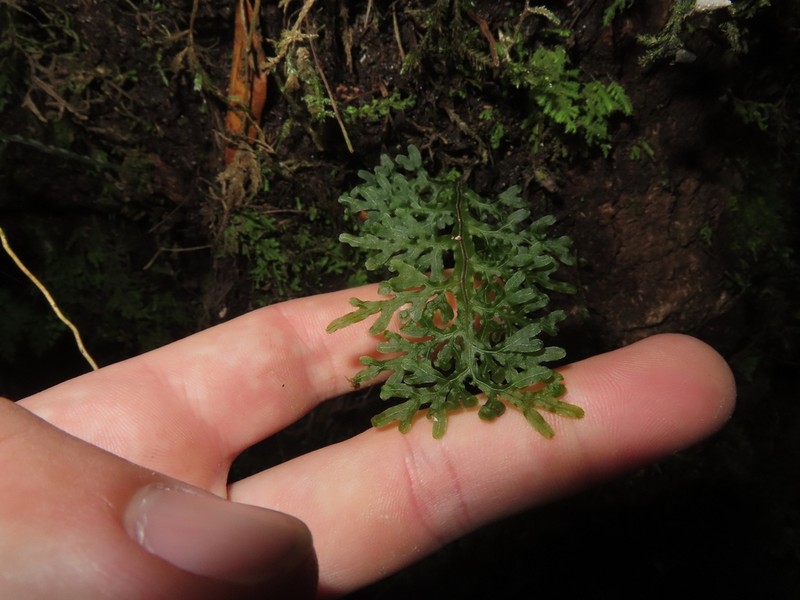 Hymenophyllum caudatum