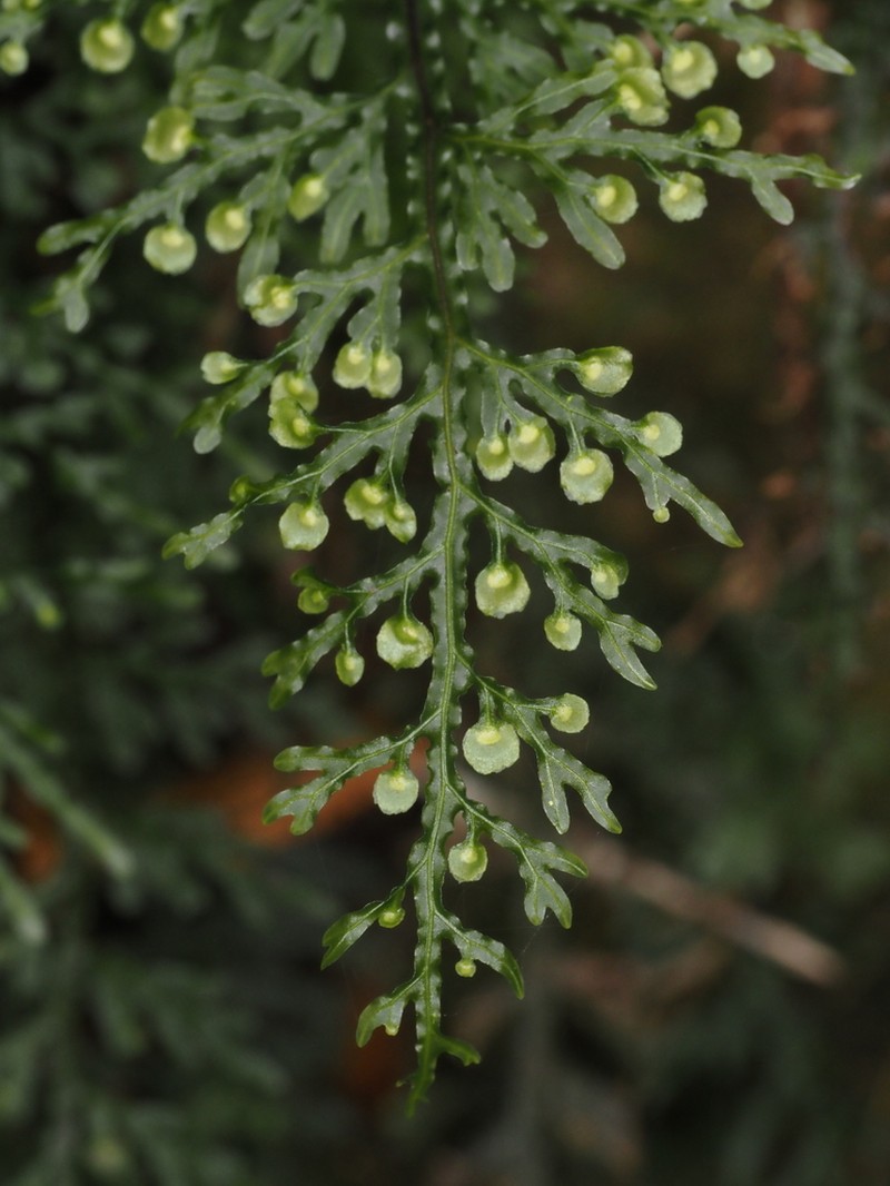 Hymenophyllum caudatum photo 2