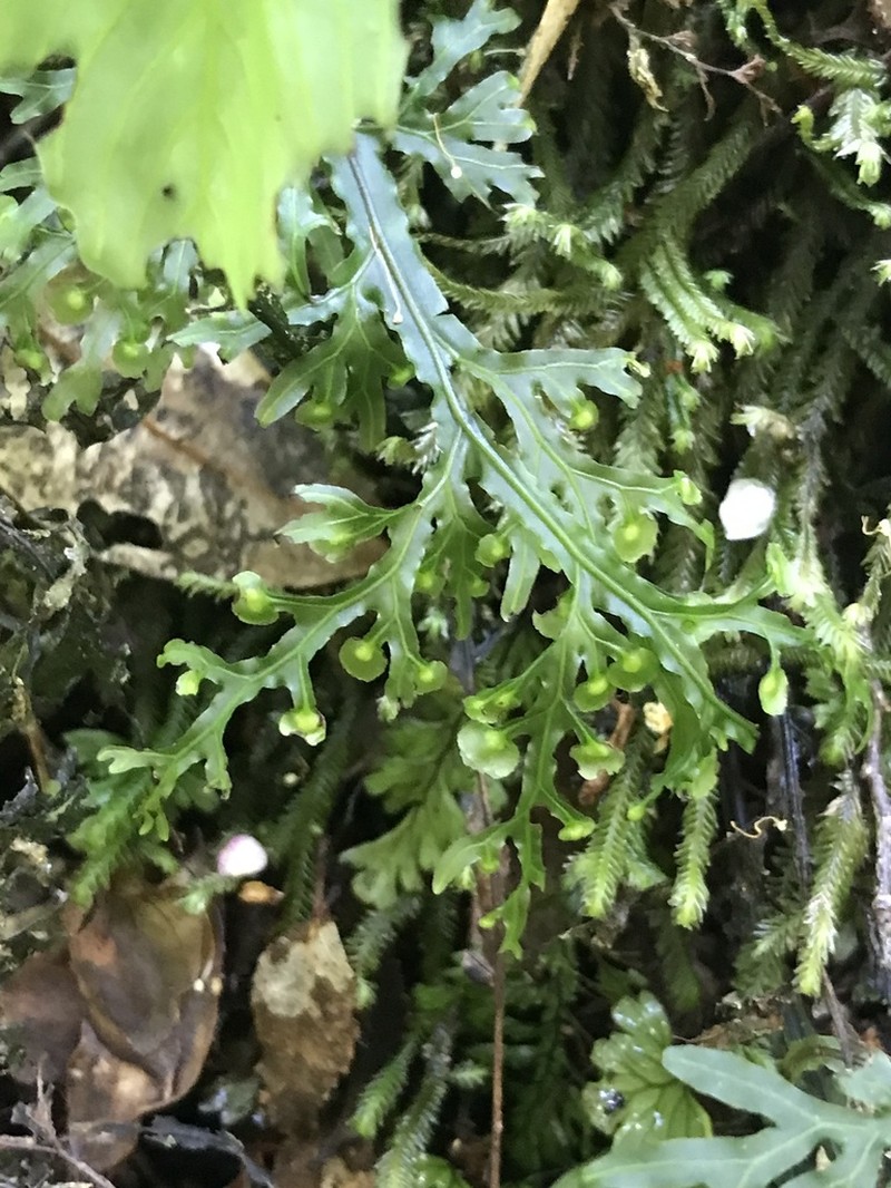 Hymenophyllum caudatum photo 3