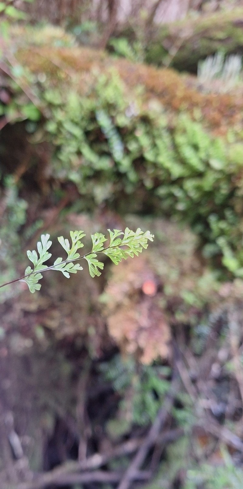 Hymenophyllum caudatum photo 4