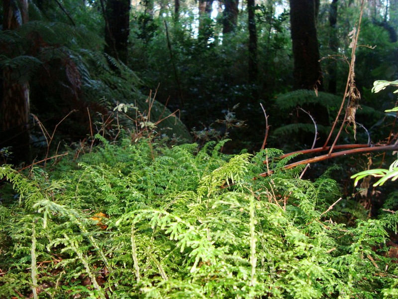 Hymenophyllum caudatum photo 5