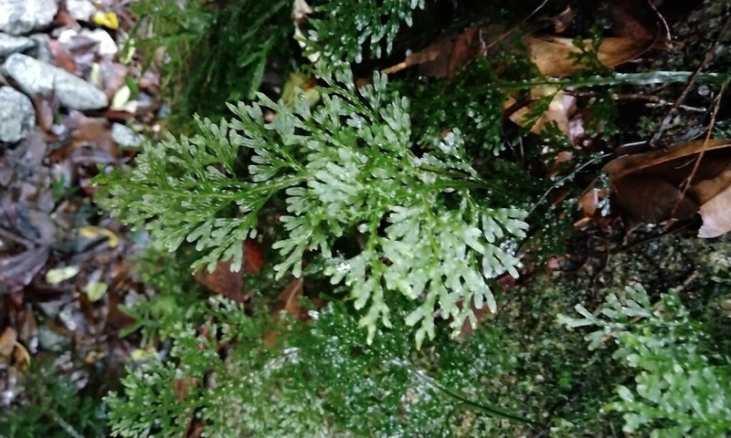 Hymenophyllum caudatum photo 6