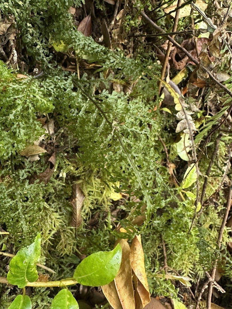 Hymenophyllum caudatum photo 7
