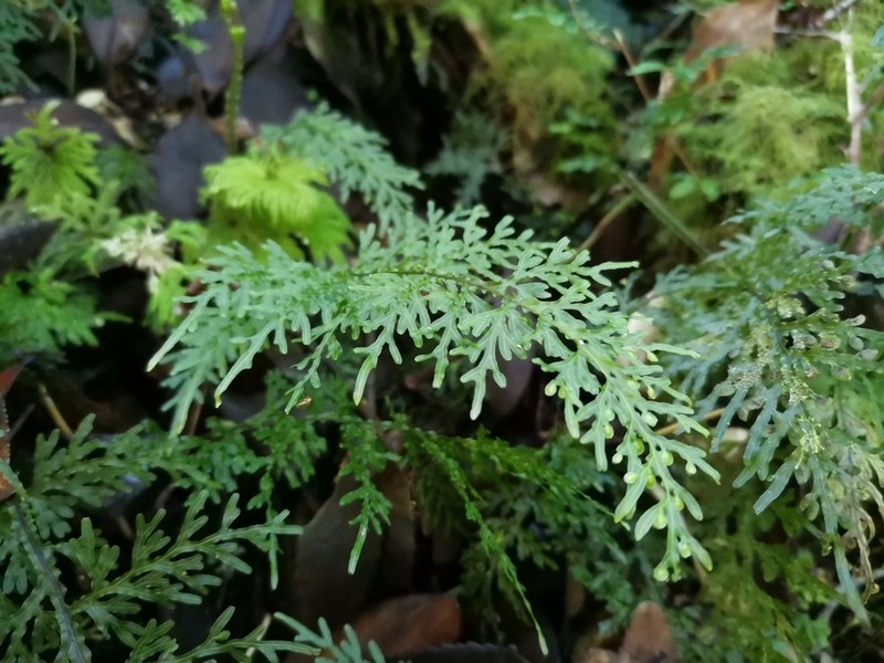 Hymenophyllum caudatum photo 8