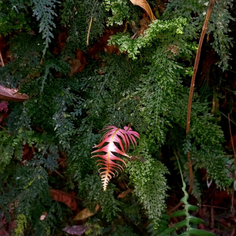 Hymenophyllum caudiculatum