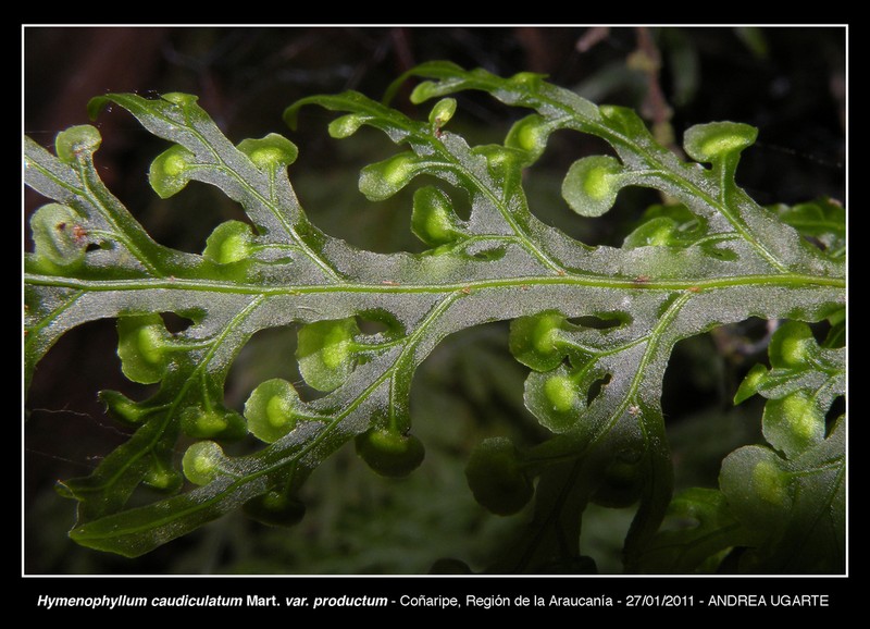 Hymenophyllum caudiculatum photo 2
