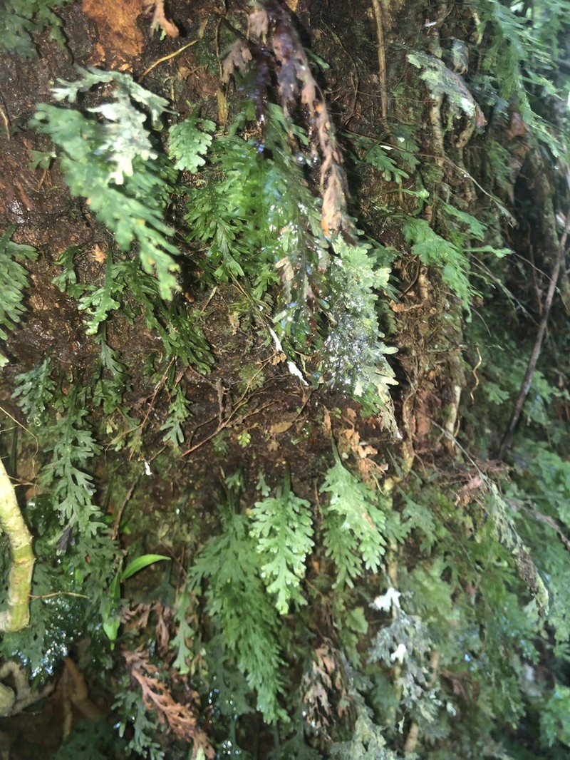 Hymenophyllum caudiculatum photo 3