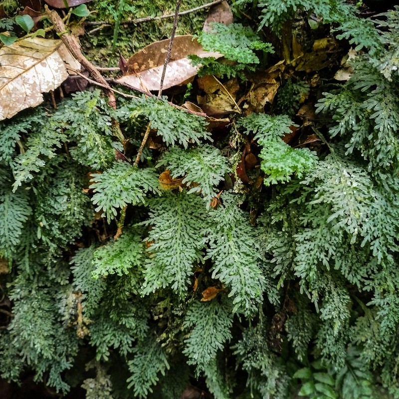 Hymenophyllum caudiculatum photo 4