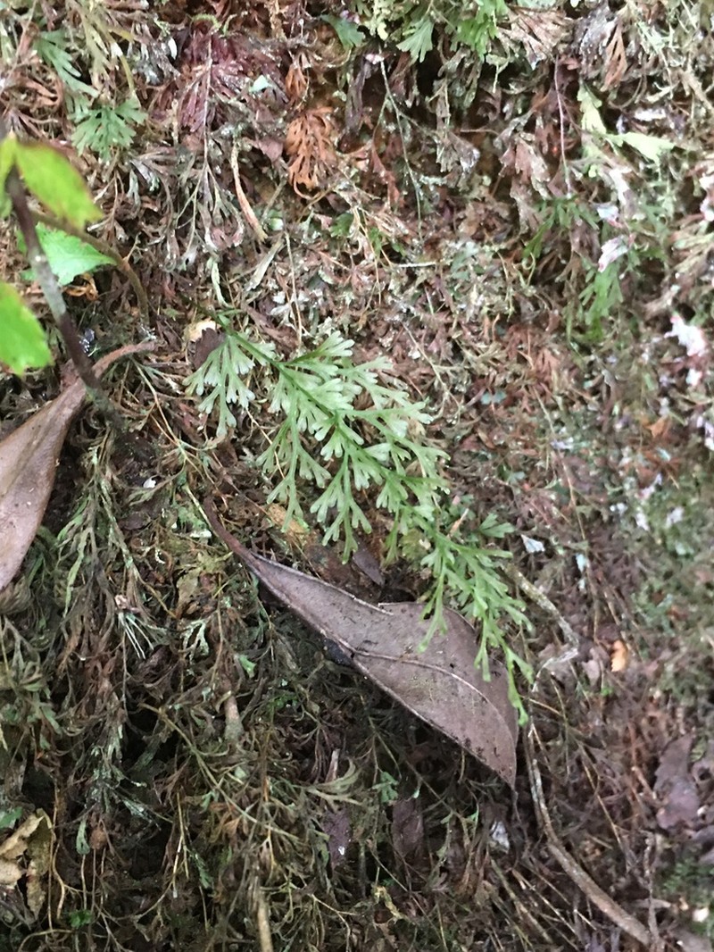 Hymenophyllum caudiculatum photo 5