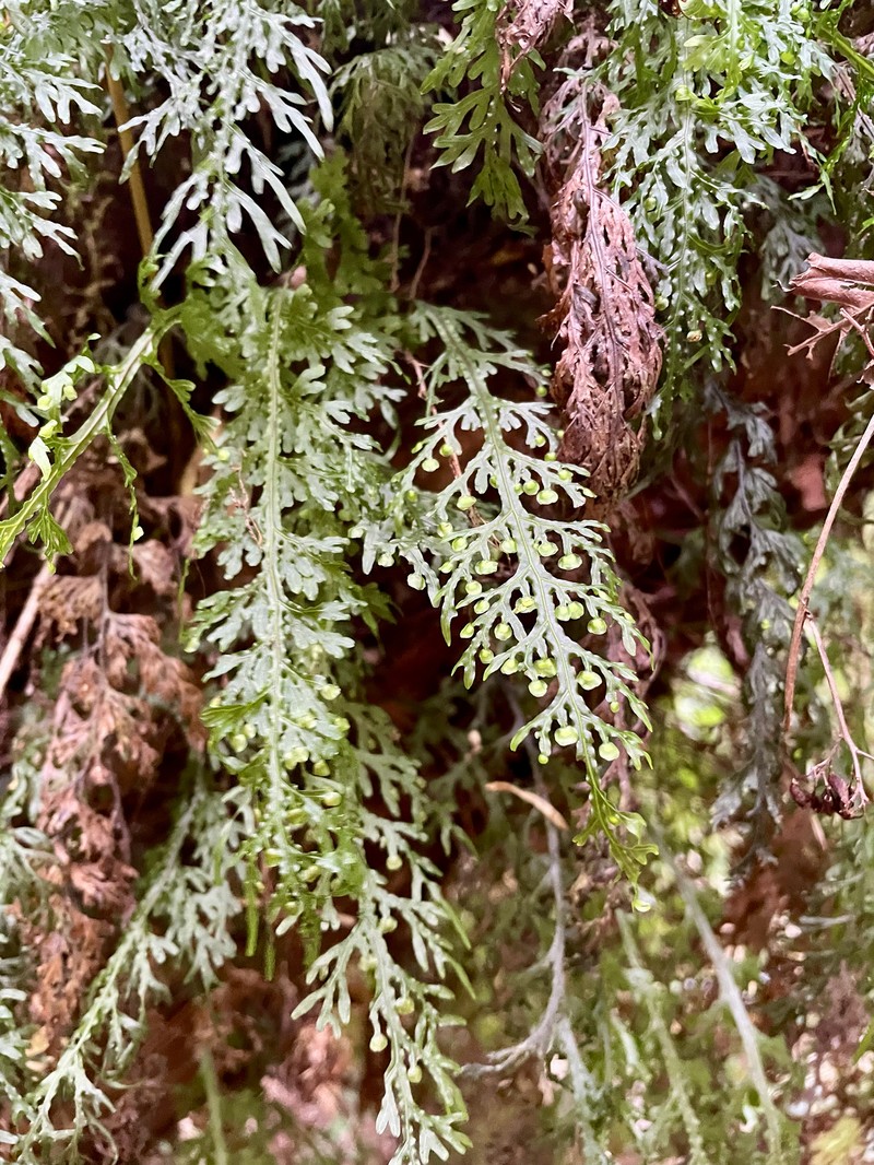 Hymenophyllum caudiculatum photo 6