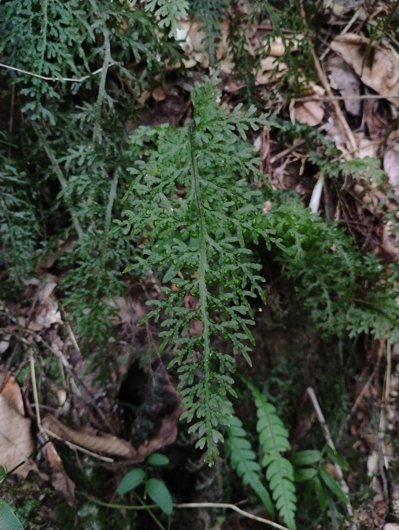 Hymenophyllum caudiculatum photo 7