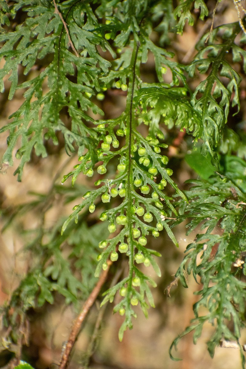 Hymenophyllum caudiculatum photo 8