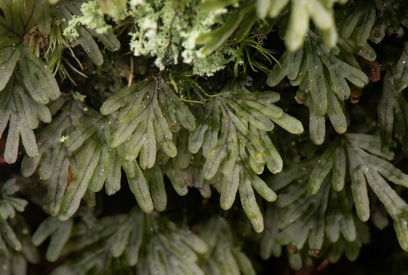 Hymenophyllum chamaecyparicola