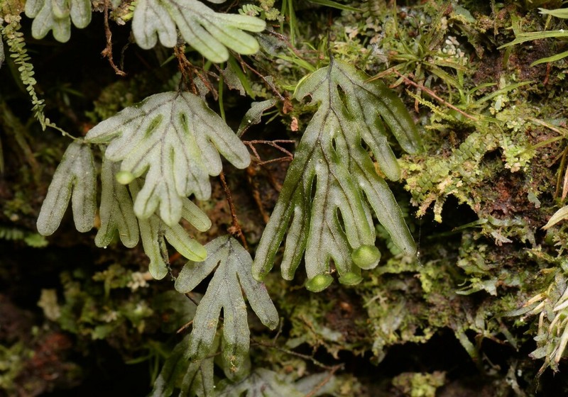 Hymenophyllum chamaecyparicola photo 2