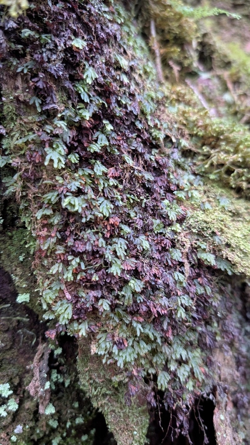 Hymenophyllum chamaecyparicola photo 3