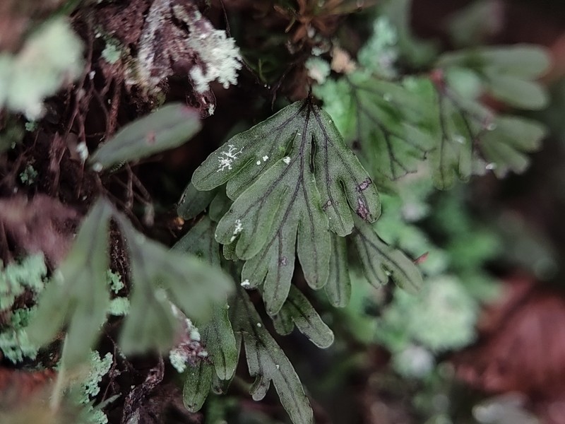 Hymenophyllum chamaecyparicola photo 4