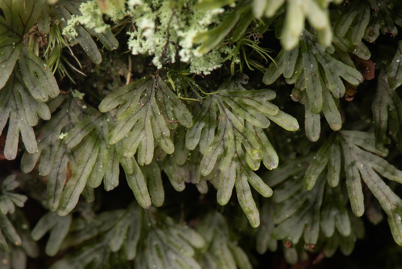 Hymenophyllum chamaecyparicola photo 5