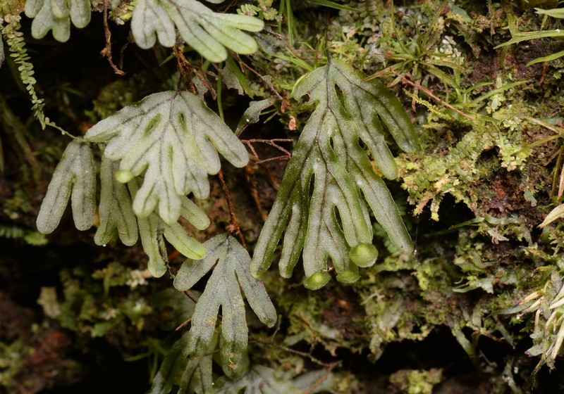 Hymenophyllum chamaecyparicola photo 6