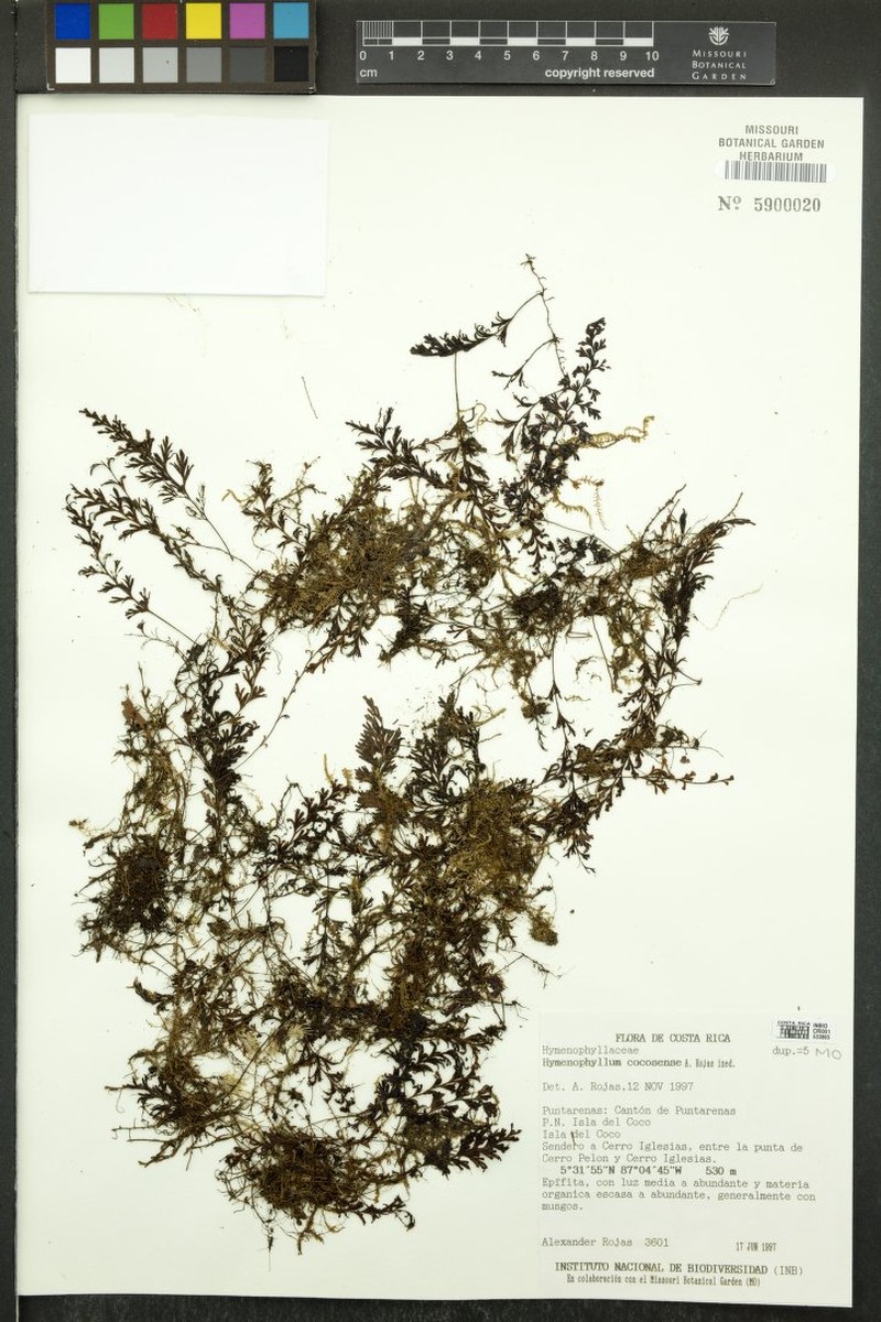 Hymenophyllum cocosense